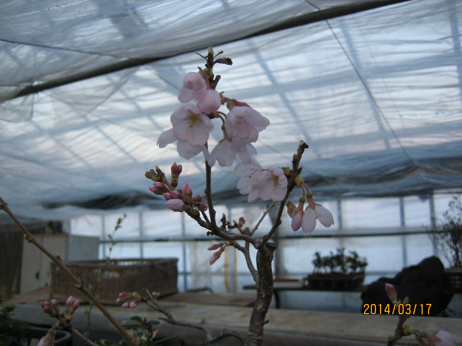 フジザクラ　富士桜